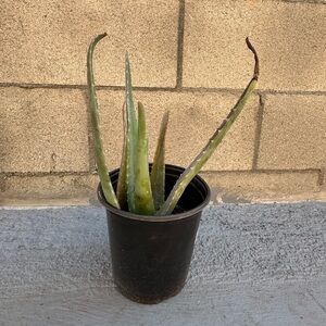 Aloe Vera Plant in Black Pot